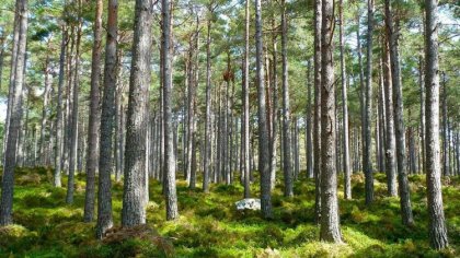 Ostrów Mazowiecka - Trzy zastępy straży pożarnej gasiło w środę 25 lipca, 15 aró