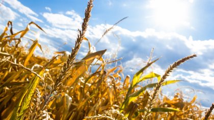 Ostrów Mazowiecka - Wysokie temperatury i mała ilość opadów zagrażają plonom. Pa