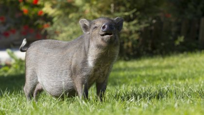 Ostrów Mazowiecka - W sobotę 12 styczna rozpoczął się ogólnopolski odstrzał dzik