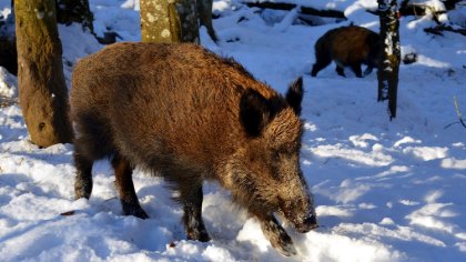 Ostrów Mazowiecka - Odstrzały dzików rozpoczną się już w połowie stycznia. Ekolo