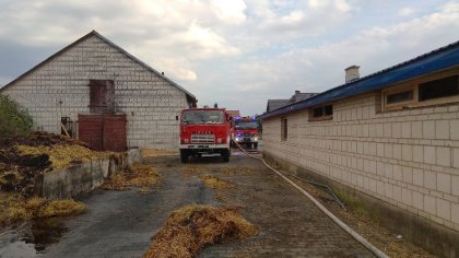 Ostrów Mazowiecka - Na terenie jednego z gospodarstw w miejscowości Grędzice dos