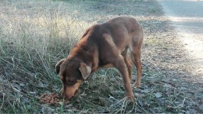 Ostrów Mazowiecka - Pamiętajmy, aby szczególną opieką otoczyć nasze zwierzęta w 