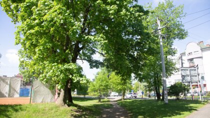 Ostrów Mazowiecka - Słonecznie w całym kraju. Temperatura od 24 st. na Suwalszcz