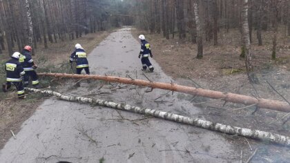 Ostrów Mazowiecka - Powalone drzewa, uszkodzony dach budynku gospodarczego czy m