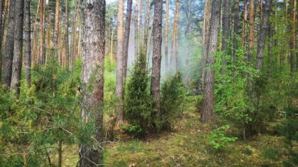 Ostrów Mazowiecka - Ochotnicza Straż Pożarna w Broku zadysponowana do pożaru las