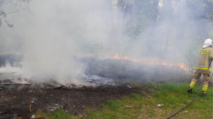 Ostrów Mazowiecka - W Prostyni doszło do pożaru poszycia leśnego. Na miejsce prz