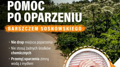 Ostrów Mazowiecka - Barszcz Sosnowskiego jest niezwykle trującą i niebezpieczną 