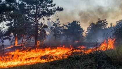 Ostrów Mazowiecka - Do pożaru lasu doszło w miejscowości Ugniewo. Dzięki błyskaw