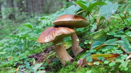 Ostrów Mazowiecka - Grzybobranie to doskonały sposób na relaks i spędzenie wolne