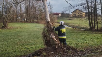 Ostrów Mazowiecka - Silny wiatr, który nawiedził powiat ostrowski, spowodował li