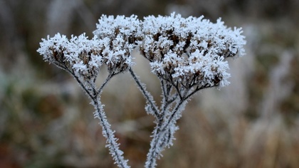 Ostrów Mazowiecka - W powiecie ostrowskim ubiegłej nocy temperatura nad ranem sp